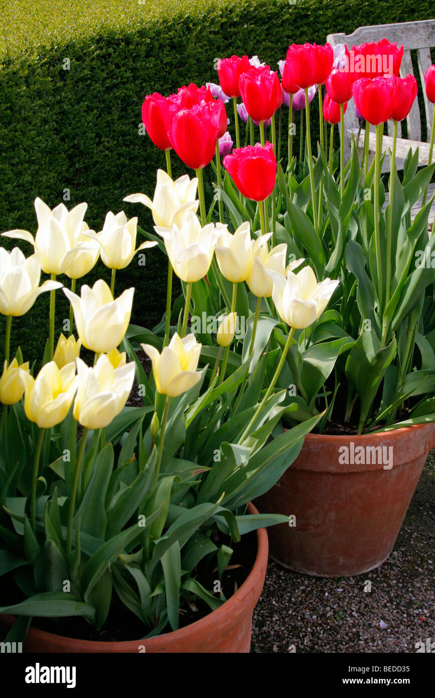 Tulipa 'Elegant Lady' (cream) Tulipa ' Burgundy Lace' in pots Stock Photo