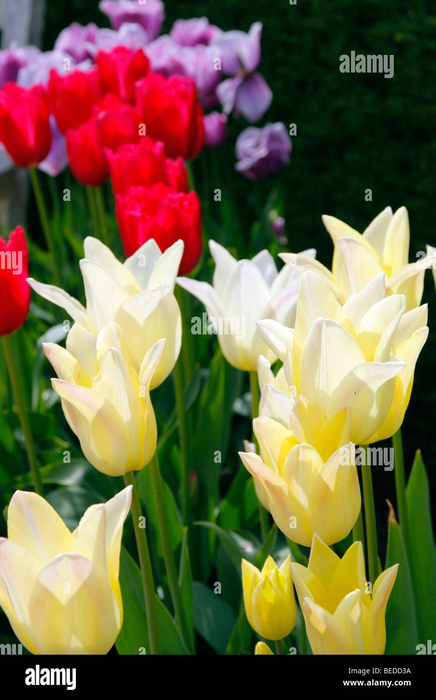 Tulipa 'Elegant Lady' (cream) Tulipa ' Burgundy Lace' and Tulipa 'Blue Heron' AGM Stock Photo