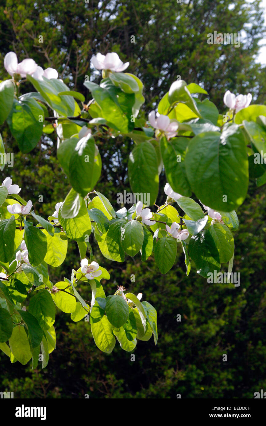 Cydonia oblonga 'Vranja' quince blossom Stock Photo