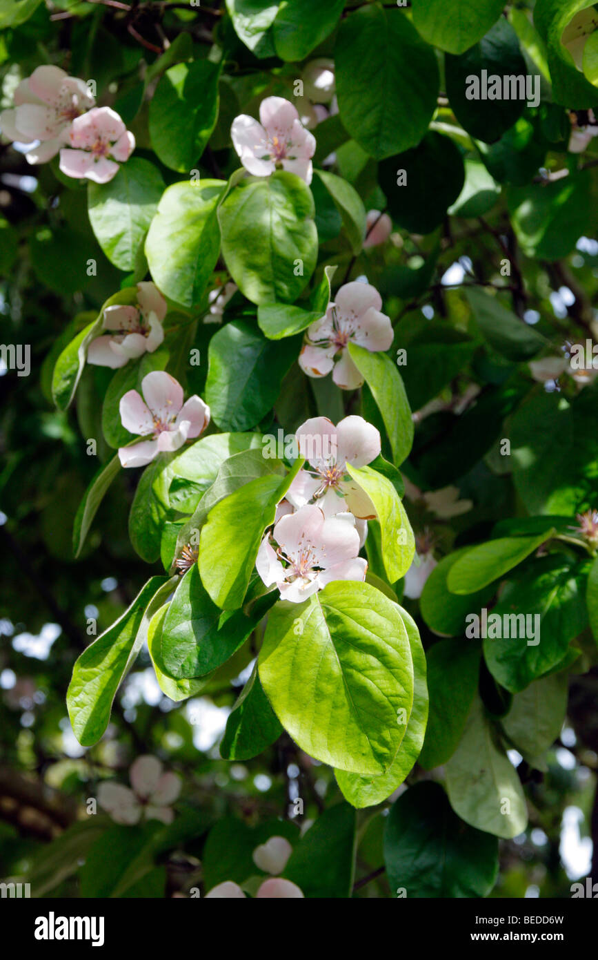 Cydonia oblonga 'Vranja' quince blossom Stock Photo