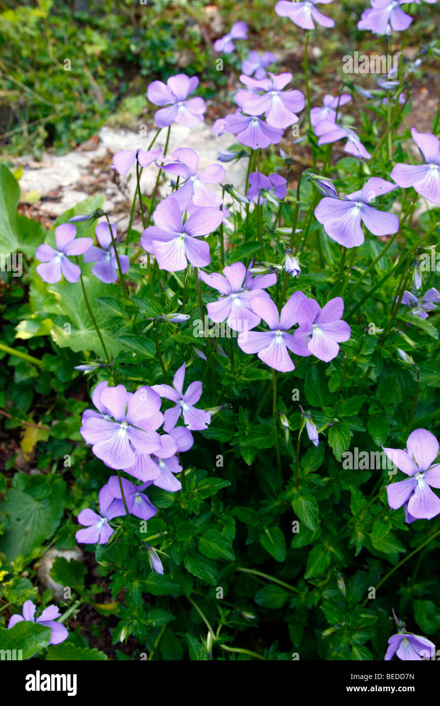 Viola cornuta AGM Stock Photo