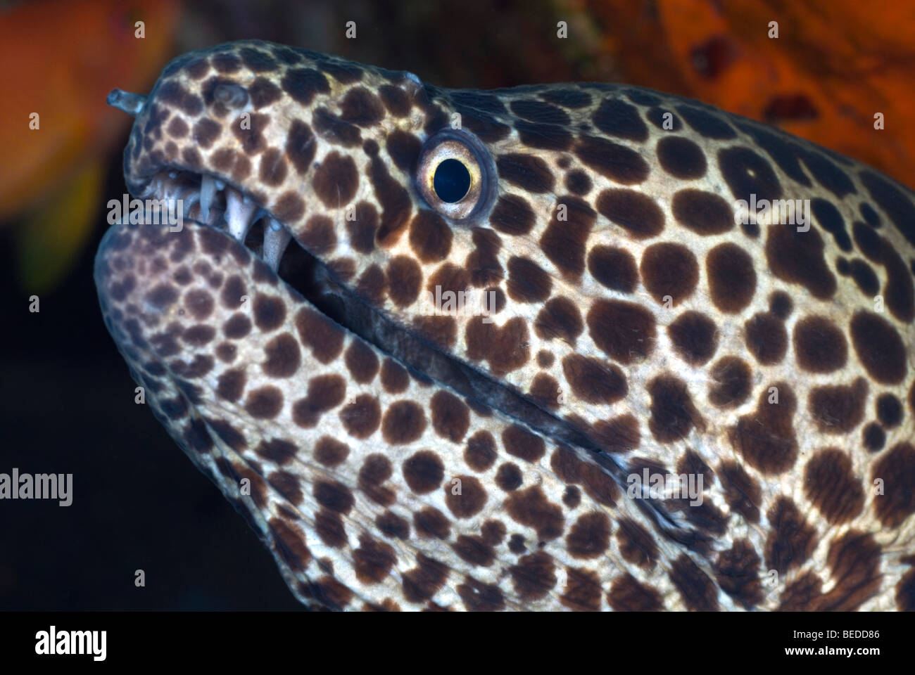 Honeycomb Moray eel under water Stock Photo