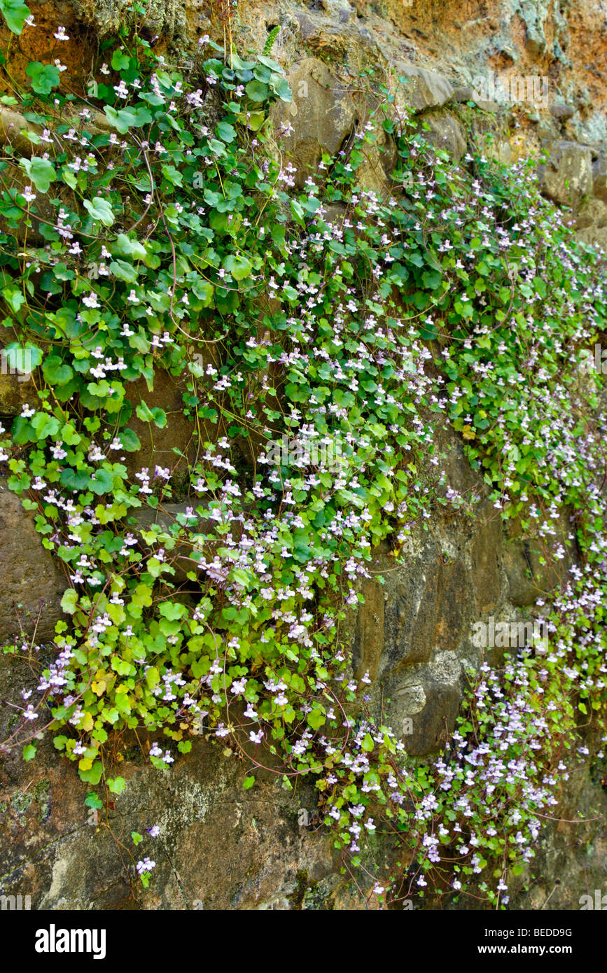 Cymbalaria muralis - Ivy leaved Toadflax growing on a North facing wall Stock Photo