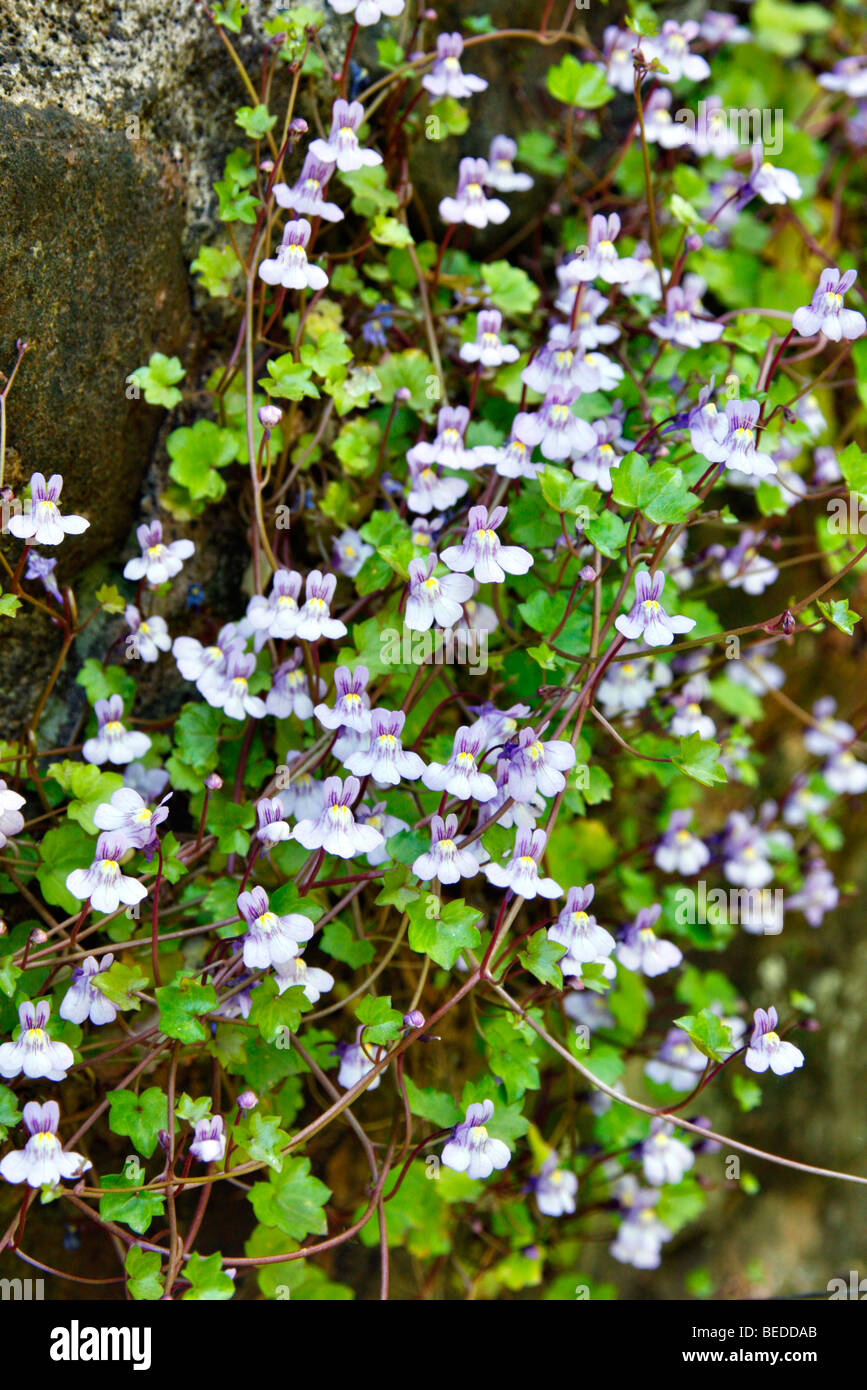 Cymbalaria muralis - Ivy leaved Toadflax growing on a North facing wall Stock Photo