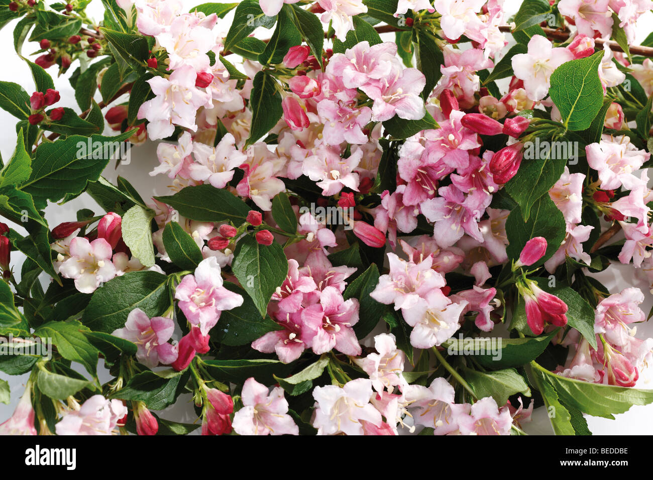 Weigela (Weigela), blossoms Stock Photo