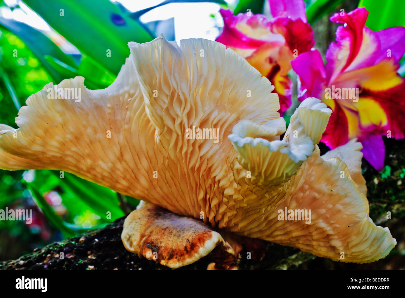 shelf fungus mushroom growing in a hibiscus tree with orchid in a