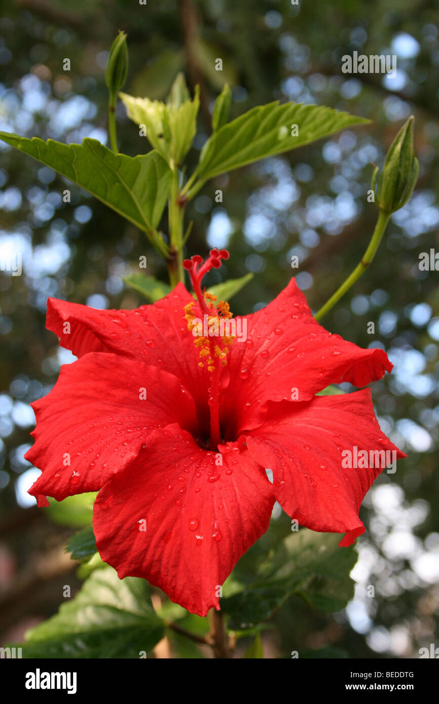 A Red Hibiscus Flower Showing Pistil And Stamens Taken In Knysna, Western Cape, South Africa Stock Photo