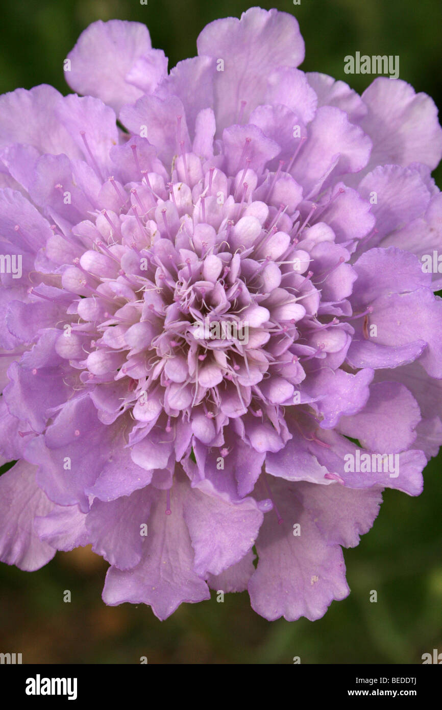 Lilac Pink Flower Head Taken In Western Cape Province, South Africa Stock Photo