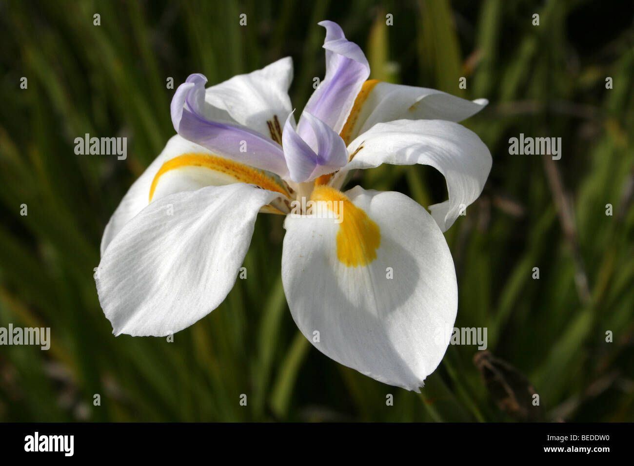 Large Wild Iris aka Fairy Iris  Dietes grandiflora Taken In Western Cape Province, South Africa Stock Photo