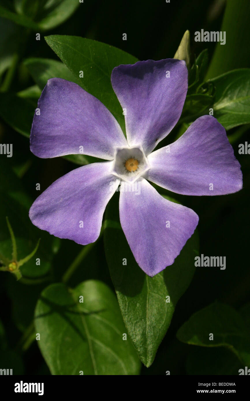Large Periwinkle Vinca major Taken In Western Cape Province, South Africa Stock Photo