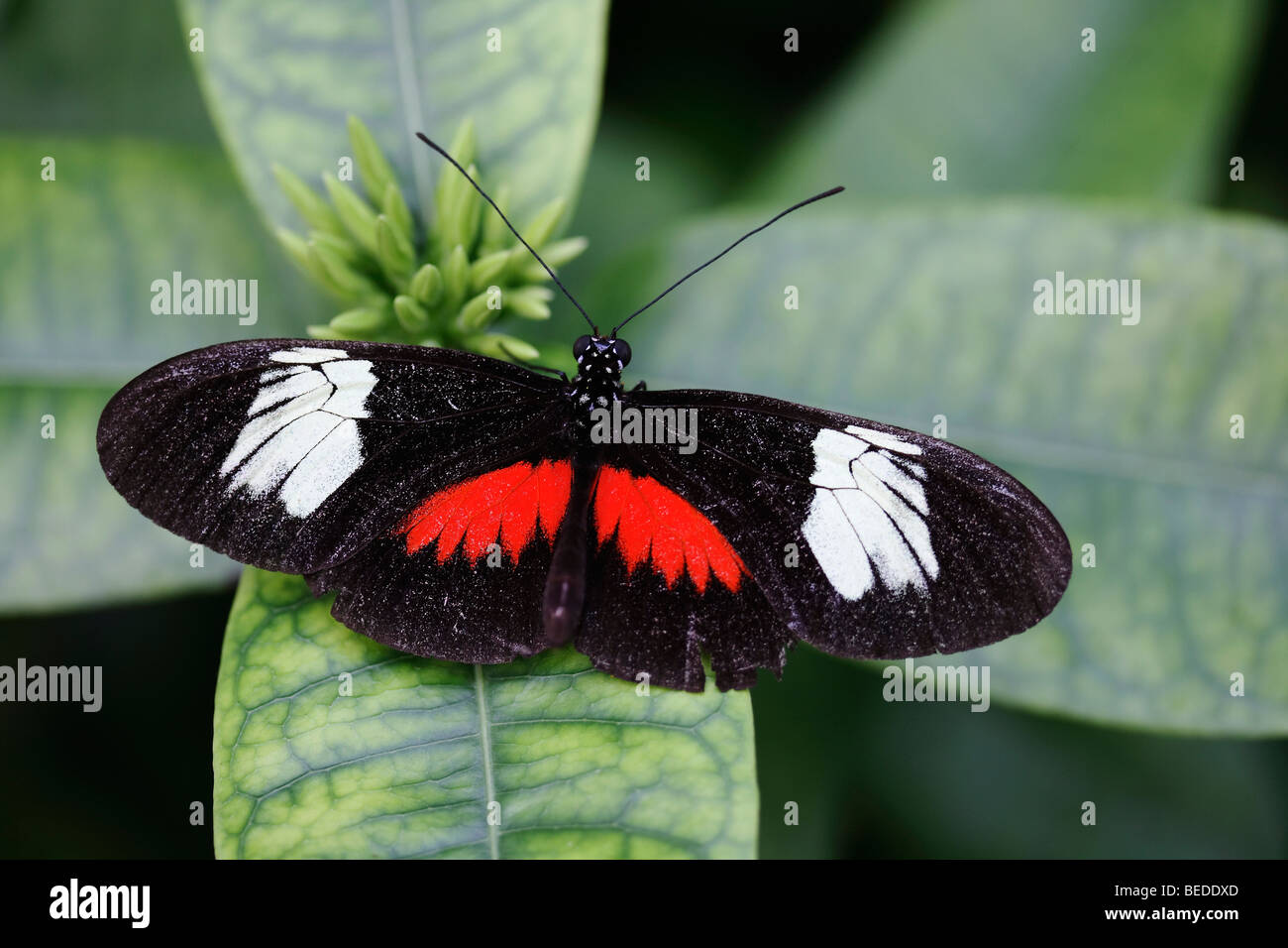 Passion vine butterfly (Heliconius), South America Stock Photo