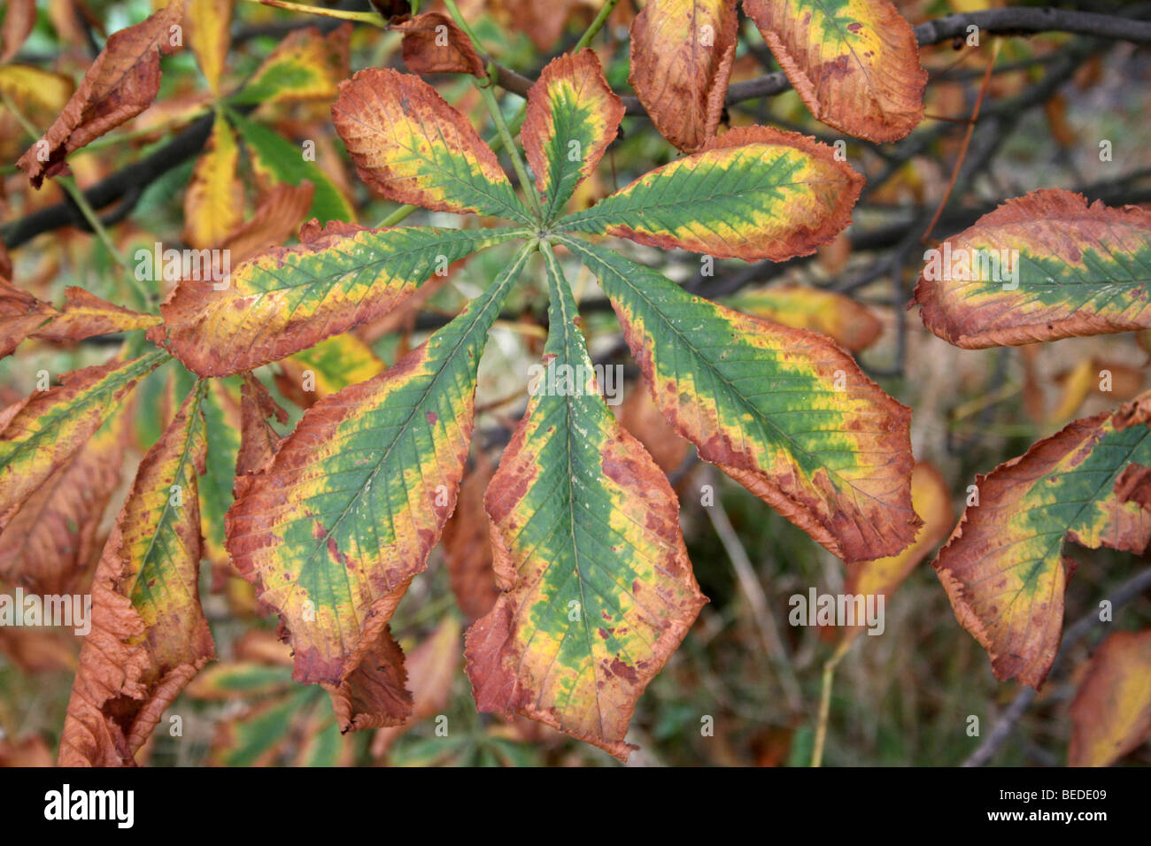 Autumnal Colours Of A Horse Chestnut Leaf Aesculus hippocastanum Taken In Burscough, Lancashire, UK Stock Photo