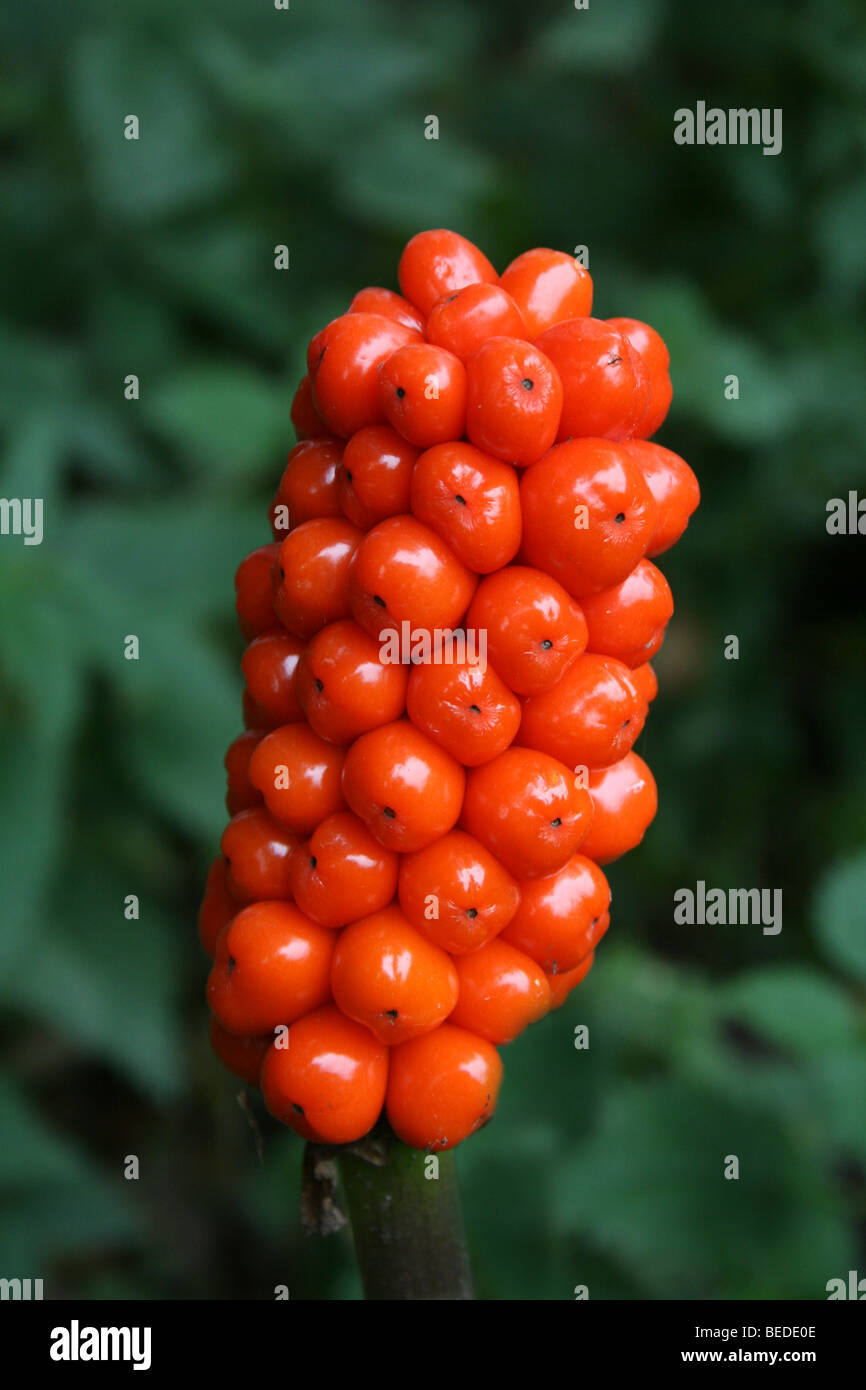 Poisonous Red Berries Of Lords and Ladies Arum maculatum Taken at Martin Mere WWT, Lancashire UK Stock Photo