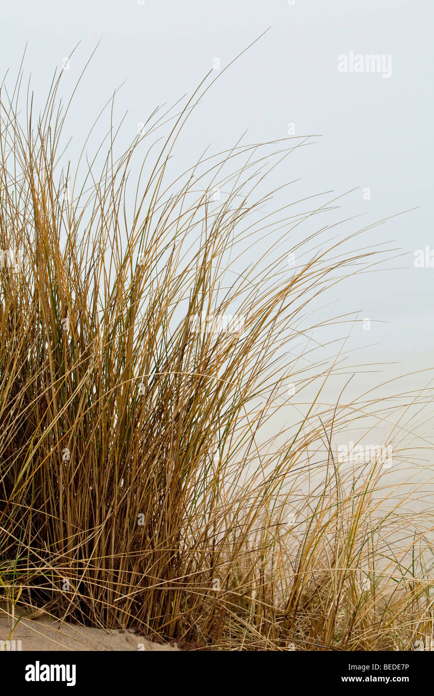 Marram grass in fog, Sylt Island, North Frisia, Schleswig-Holstein, Germany, Europe Stock Photo