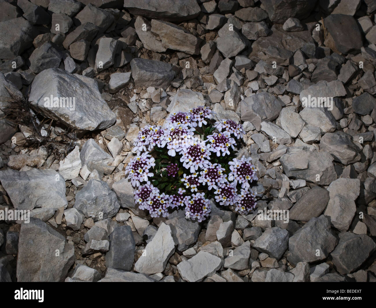 wildflowers on rocky soil Stock Photo Alamy