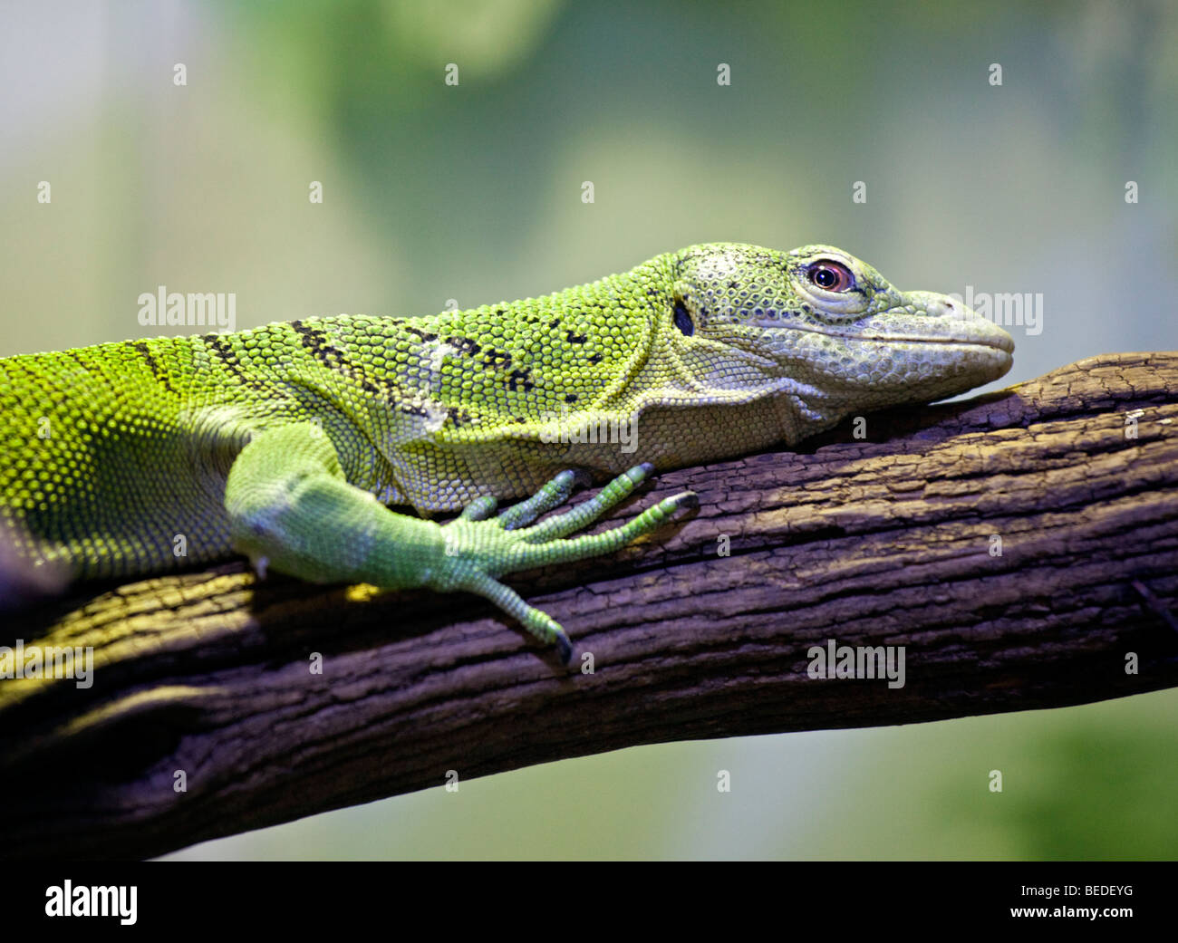 Emerald Tree Monitor (varanus prasinus) Stock Photo