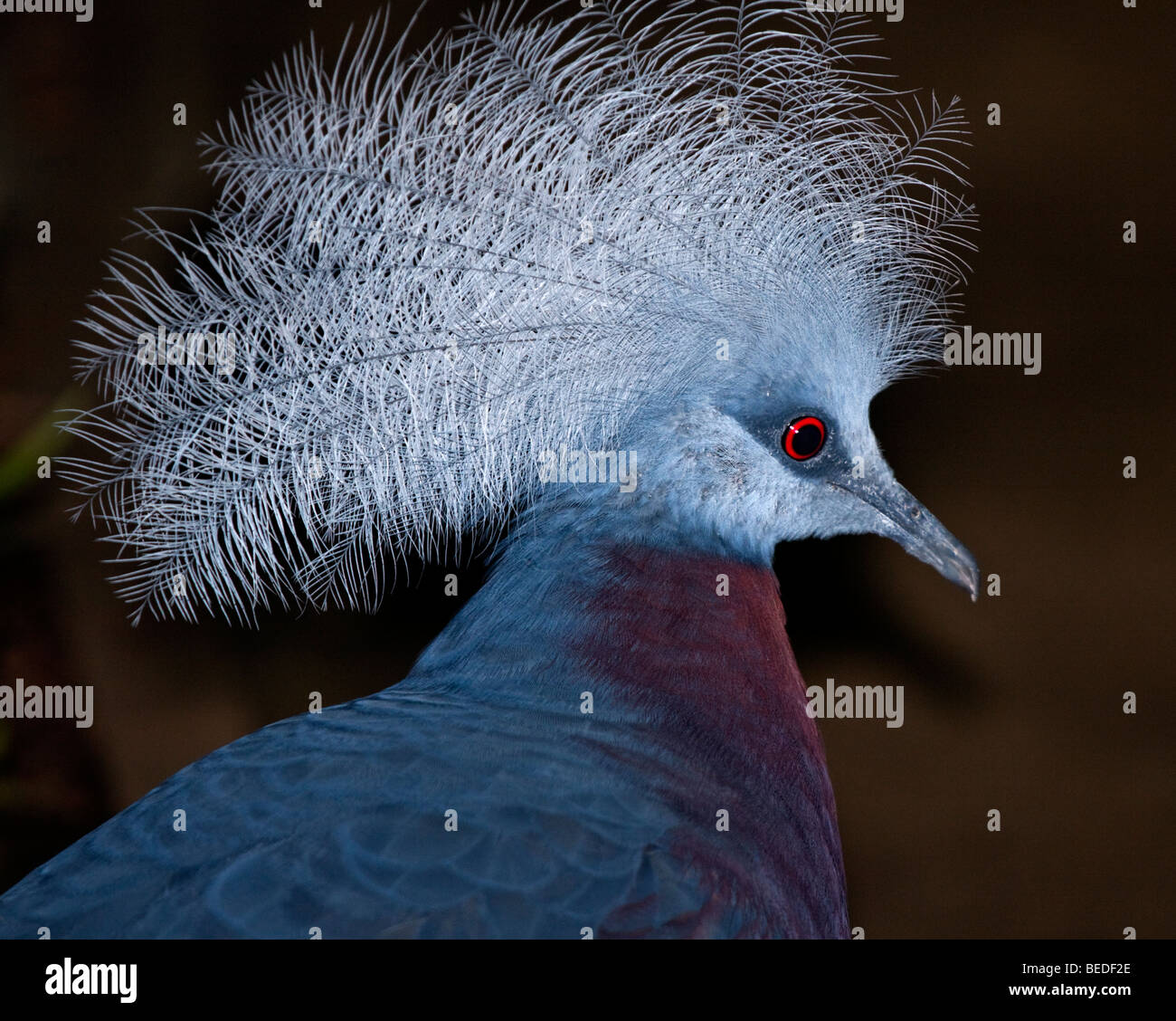 Southern Crowned Pigeon  (goura scheepmakeri) Stock Photo