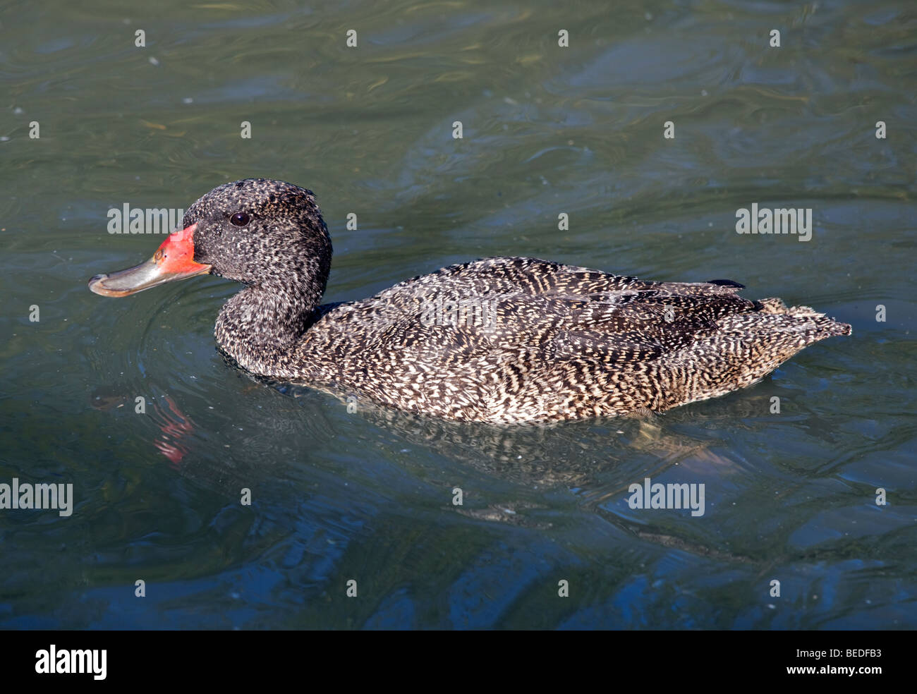 Freckled Duck (stictonetta naevosa) Stock Photo