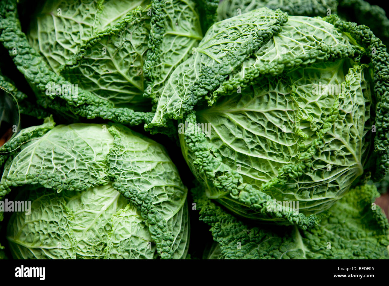 Savoy or Curly Cabbage Stock Photo