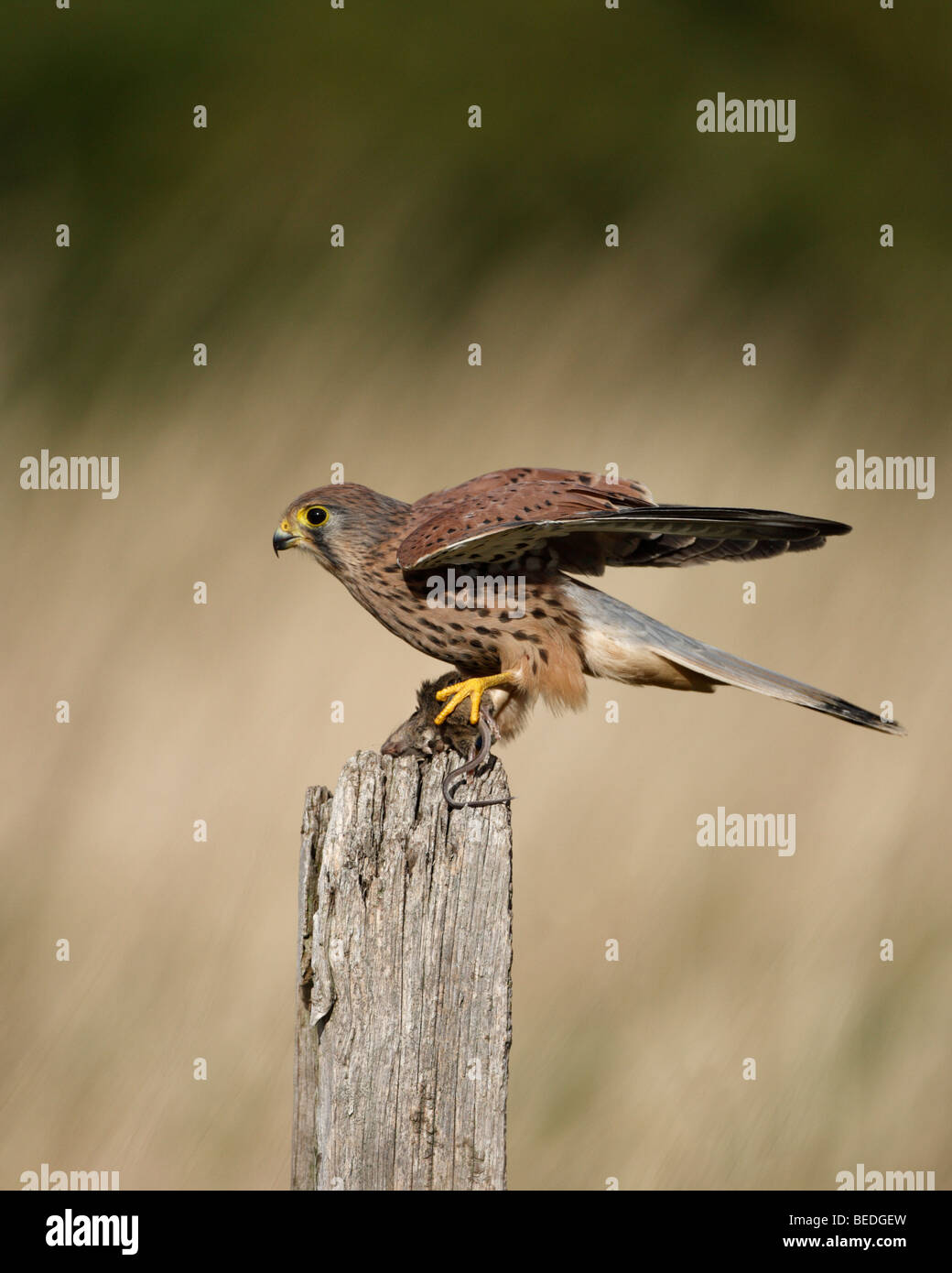 Male Kestrel Falco tinnunculus on post with prey Stock Photo