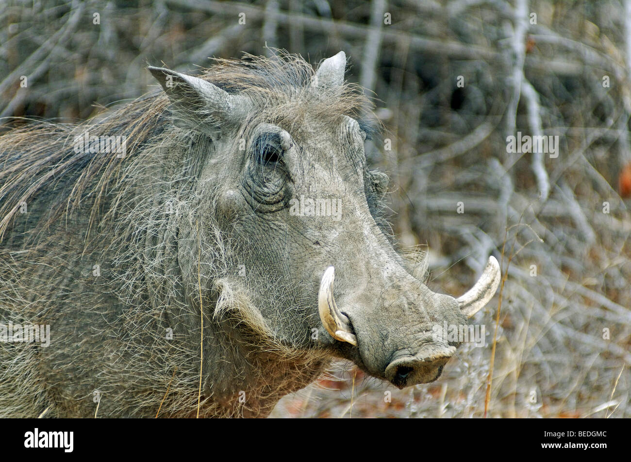 Warthog (Phacochoerus africanus), portrait, Kruger National Park, Mpumalanga, South Africa Stock Photo