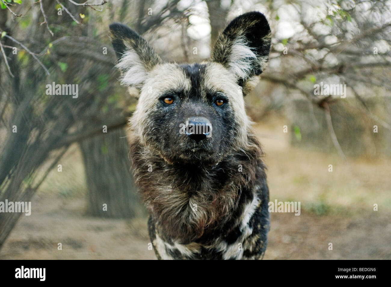 African Wild Dog (Lycaon pictus), portrait, South Africa Stock Photo