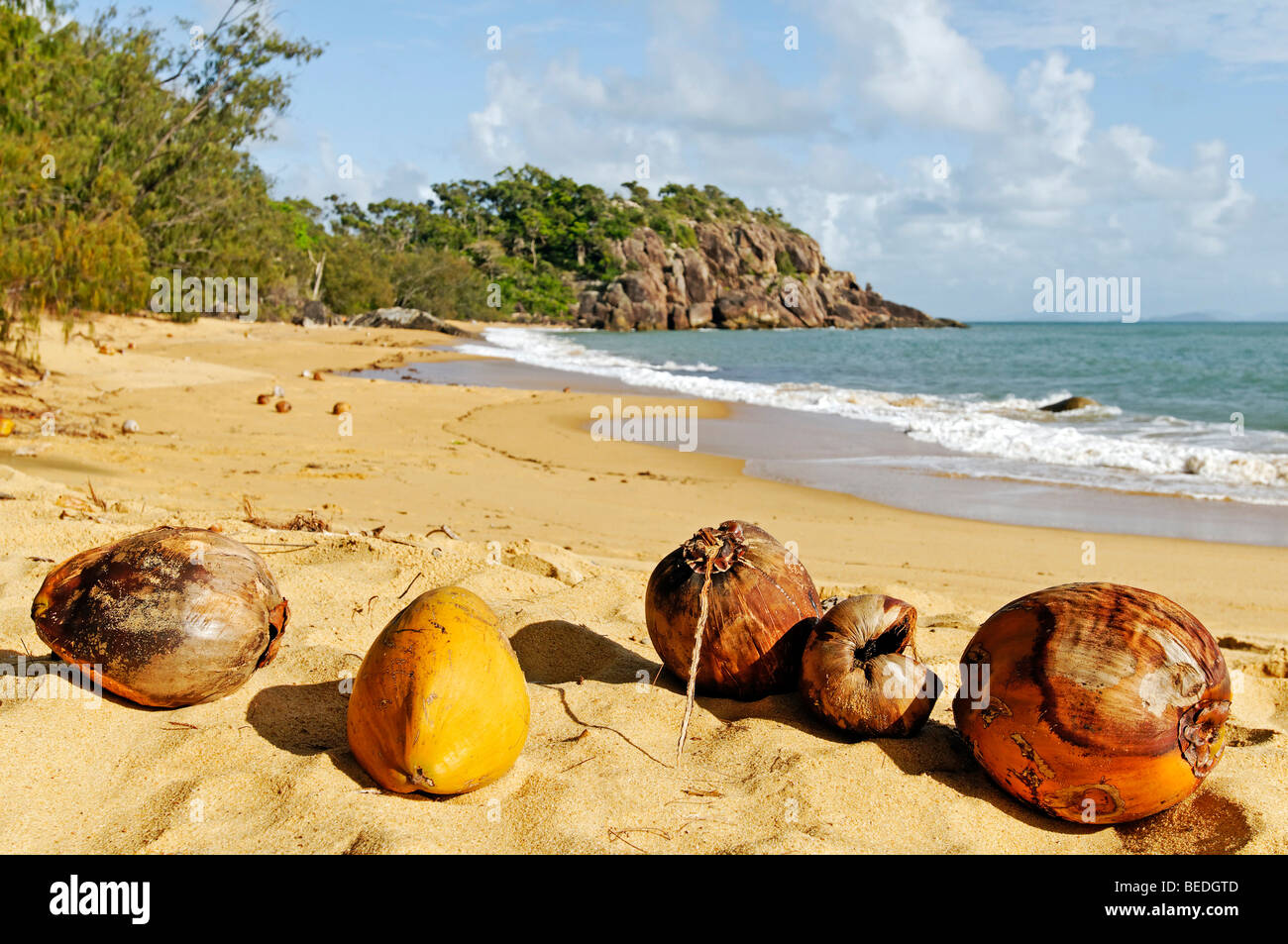 Coconuts on Orchid Beach, Hinchinbrook Island, Hinchinbrook Island