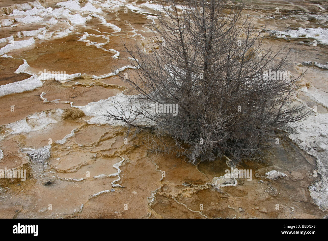 Travertine deposits, Mammoth Hot Springs, Yellowstone National Park Stock Photo