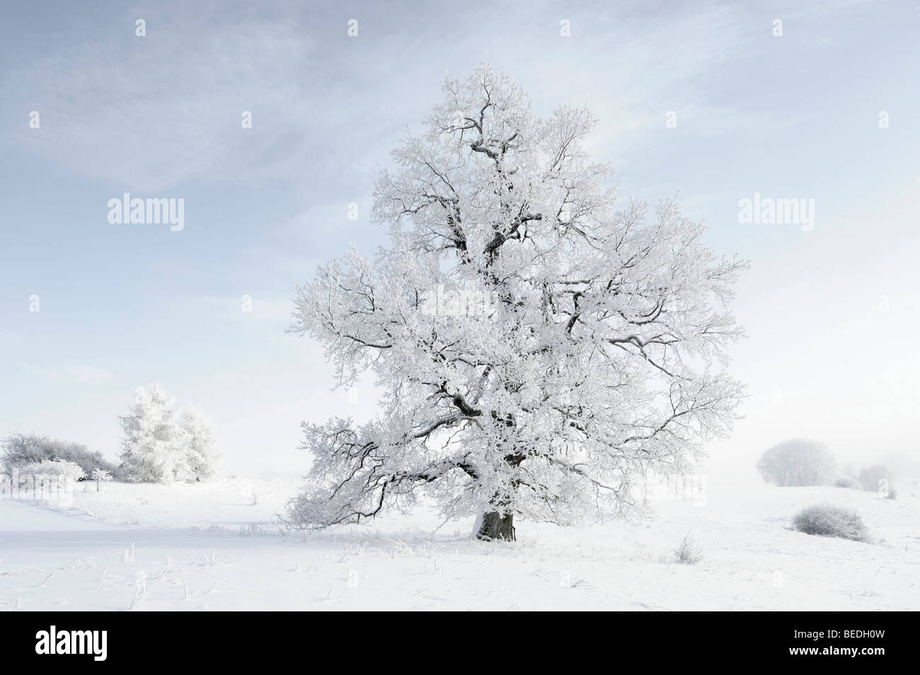 English Oak (Quercus robur), winter landscape, Swabian Alb, Baden-Wuerttemberg, Germany, Europe Stock Photo
