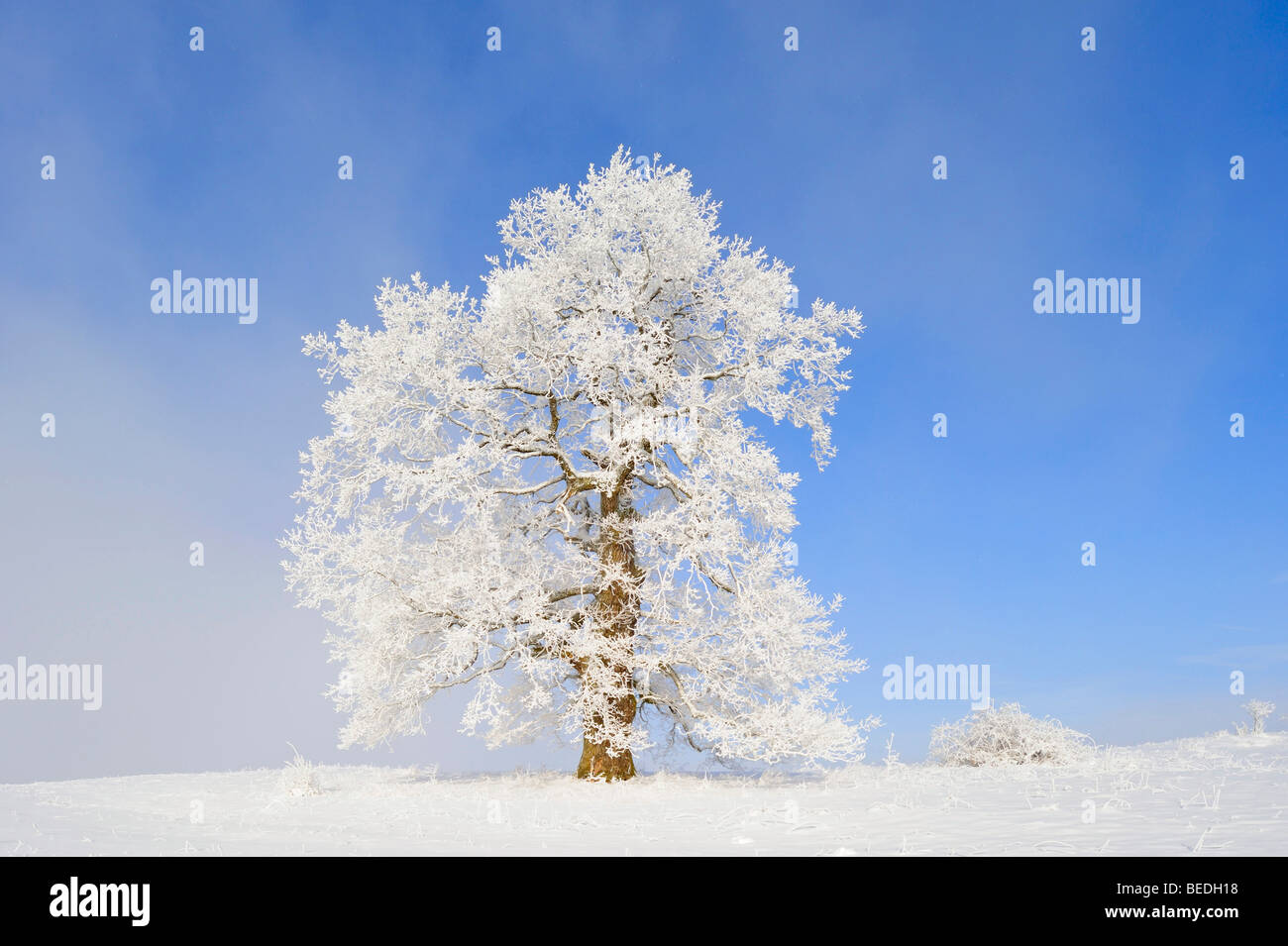 English Oak (Quercus robur), winter landscape, Swabian Alb, Baden-Wuerttemberg, Germany, Europe Stock Photo
