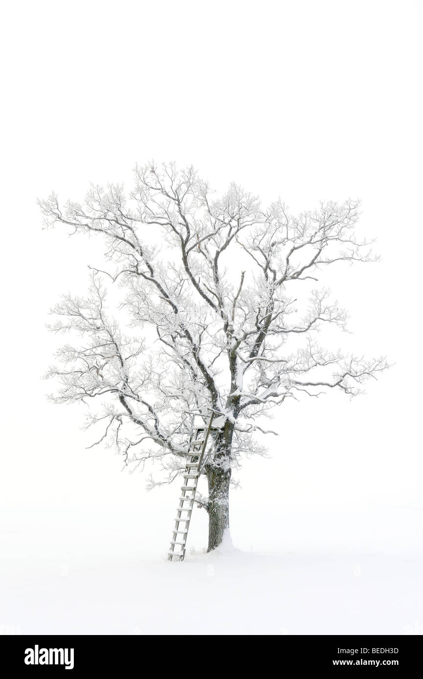Raised hide on an English Oak (Quercus robur), winter landscape, Swabian Alb, Baden-Wuerttemberg, Germany, Europe Stock Photo