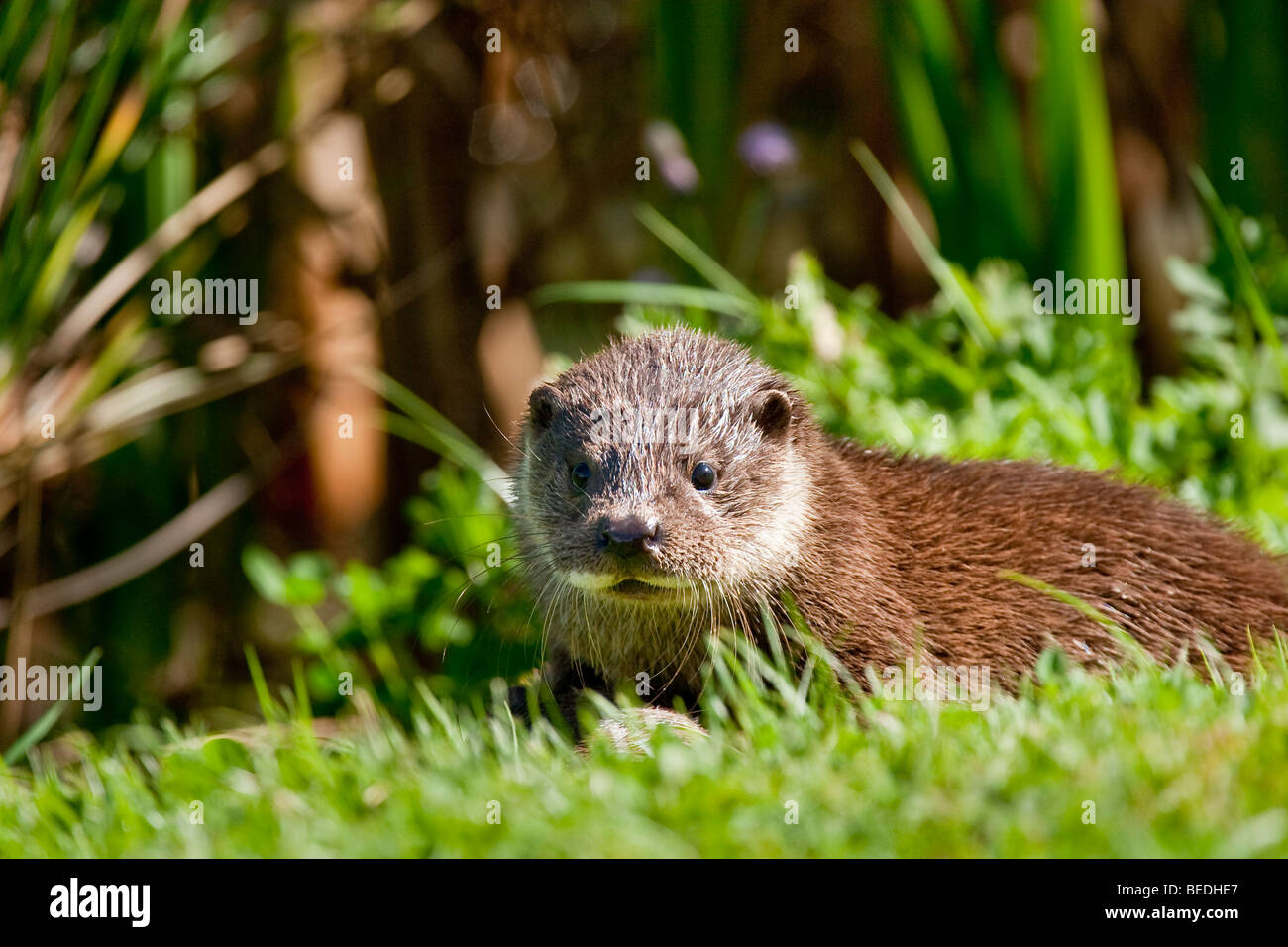 Baby otter cub, lutra lutra Stock Photo
