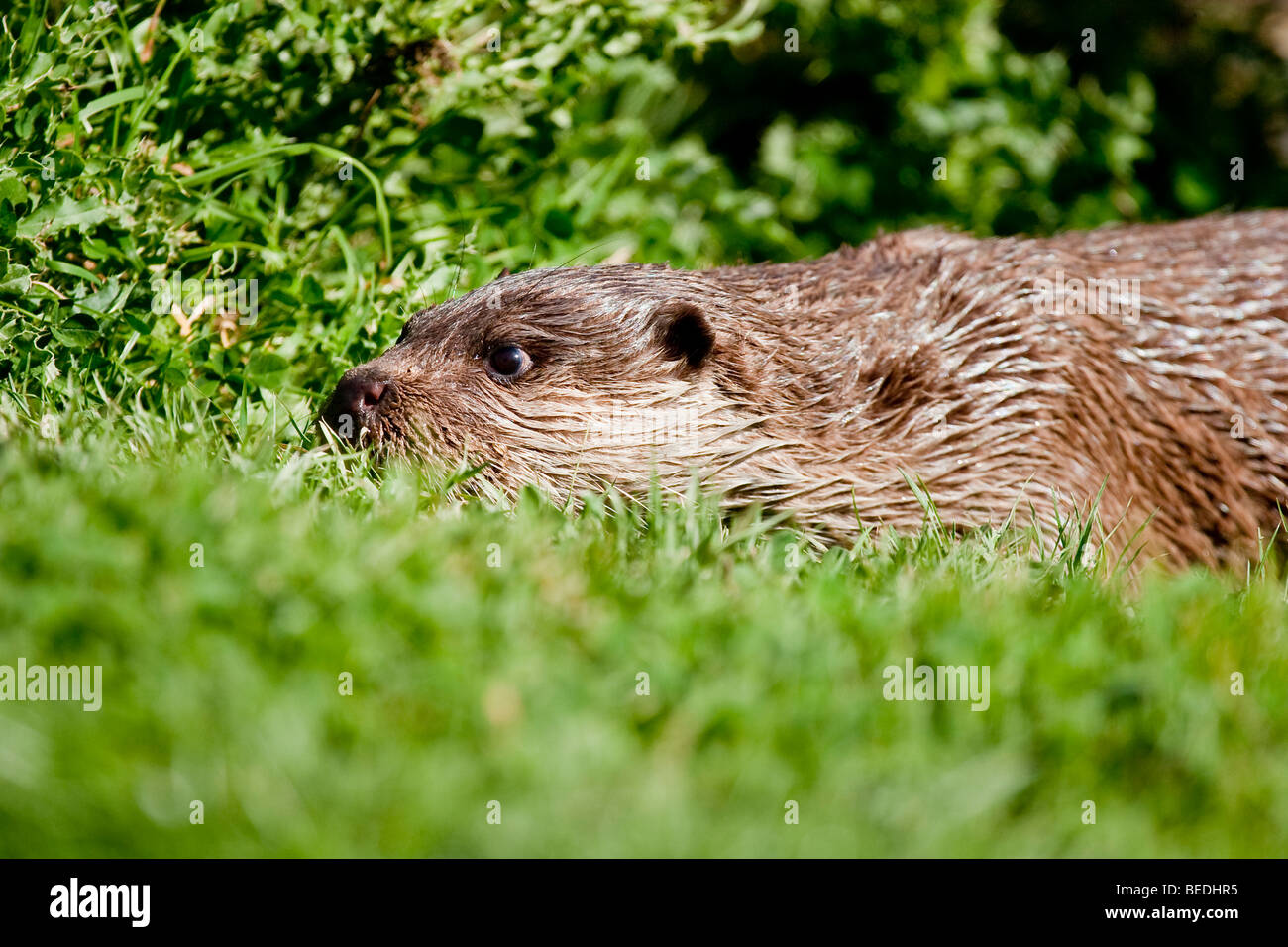 Otter, lutra lutra Stock Photo
