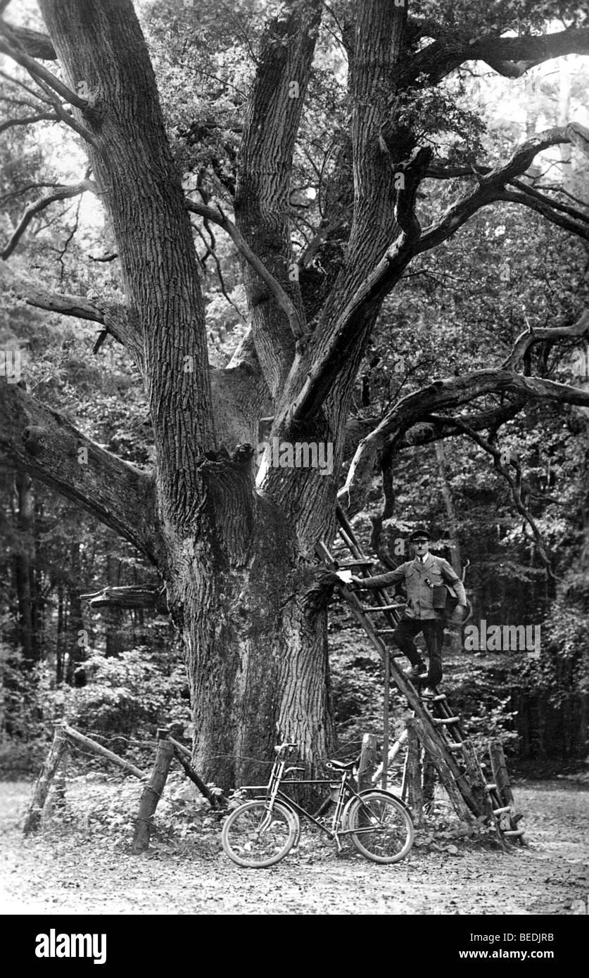 Historic photograph, postman posing in front of a large oak tree, around 1920 Stock Photo