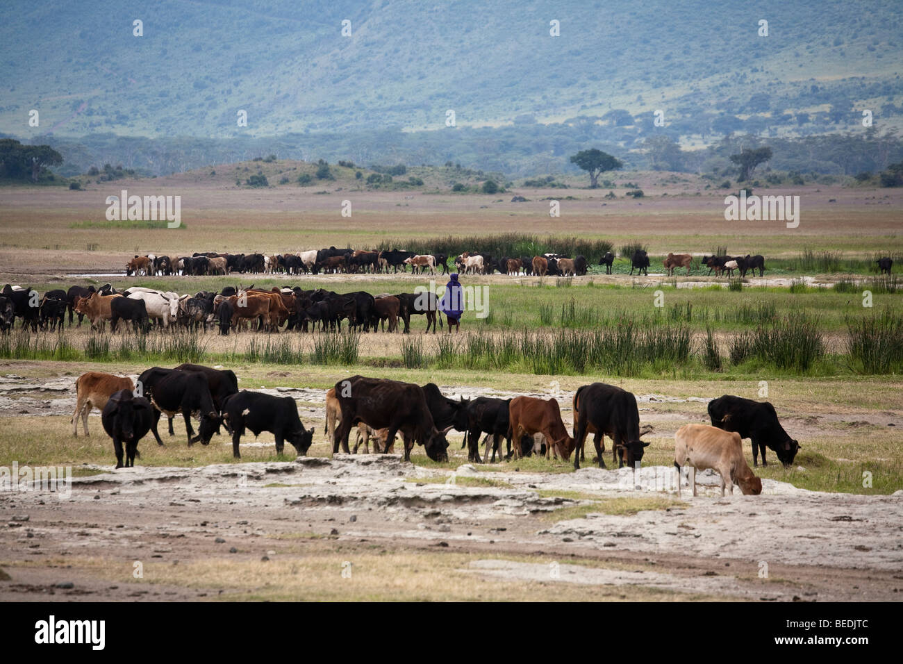 Masai man with his herd, Ngorongoro Stock Photo