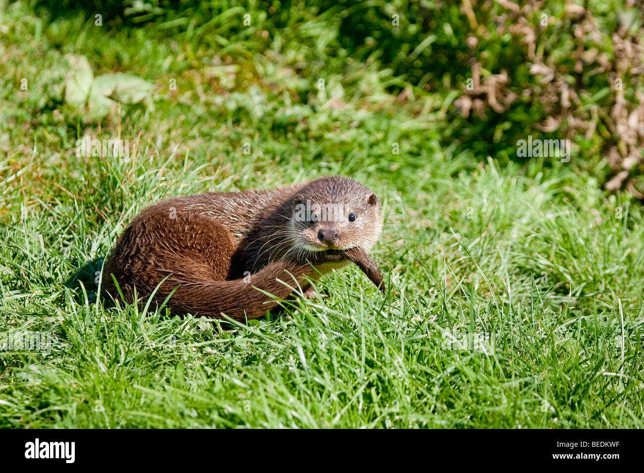 Baby otter cub, Lutra lutra, chasing it's tail Stock Photo