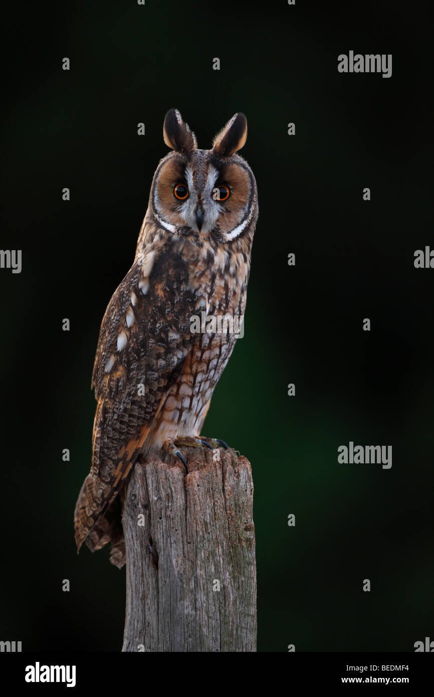 Long-eared Owl - Asio otus Stock Photo