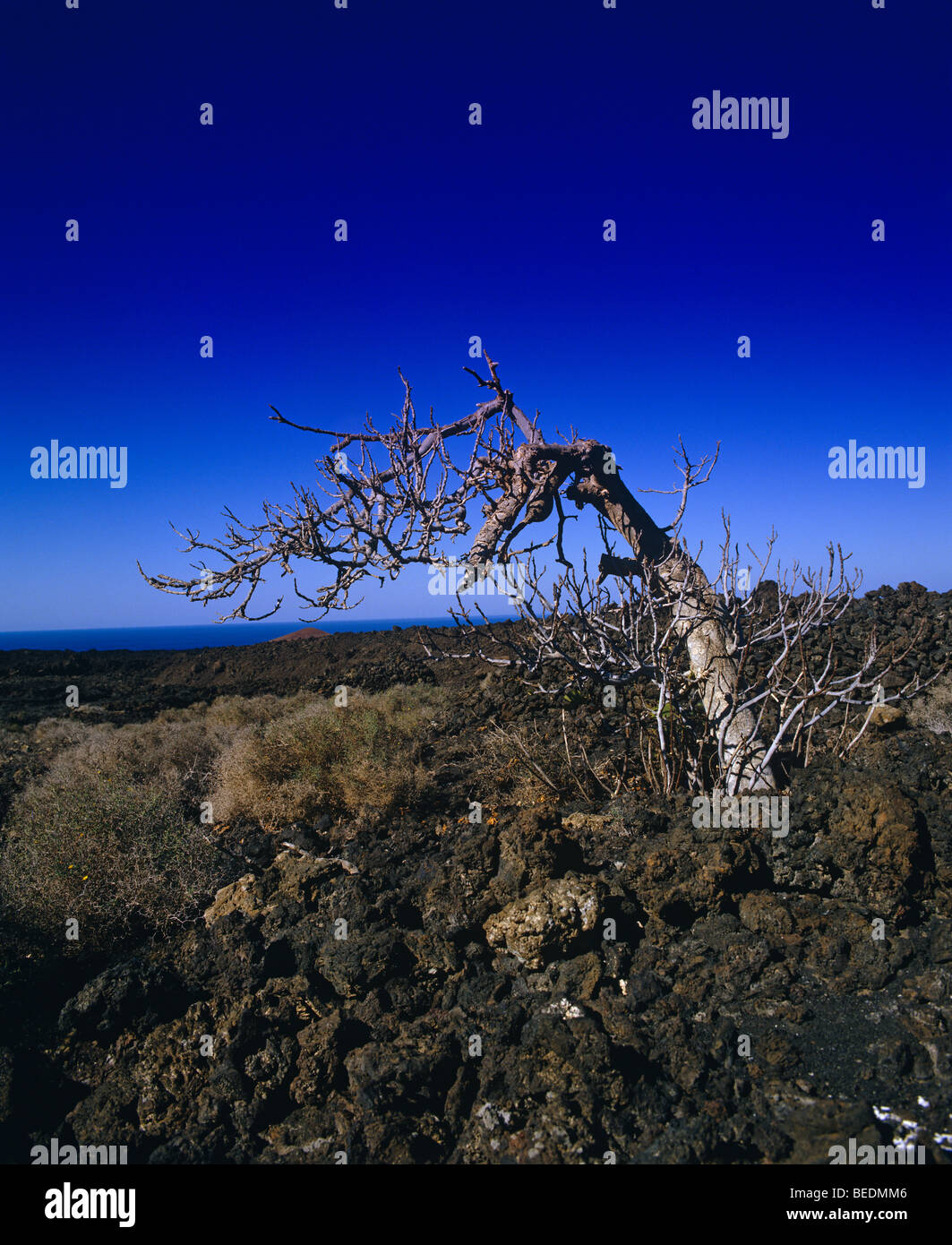 Old tree Stock Photo