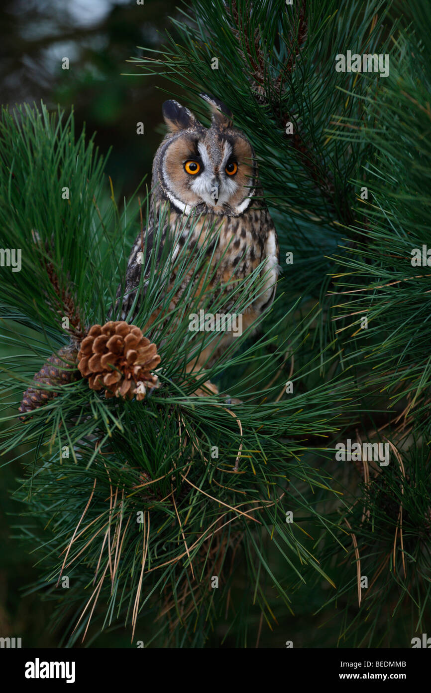 Long-eared Owl - Asio otus Stock Photo
