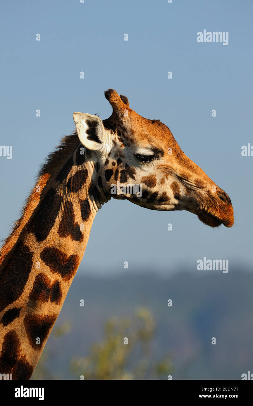 Portrait of a Rothschild Giraffe (Giraffa camelopardalis rothschildi), Lake Nakuru, national park, Kenya, East Africa Stock Photo