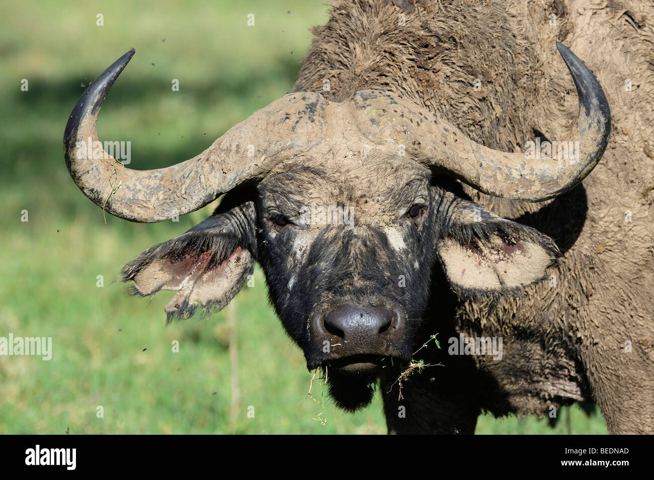 Portrait of a African Buffalo (Syncerus caffer), Lake Nakuru, national park, Kenya, East Africa Stock Photo