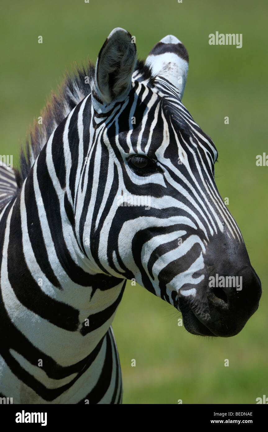 Grant's Zebra (Equus quagga boehmi), portrait, Lake Nakuru, national park, Kenya, East Africa Stock Photo