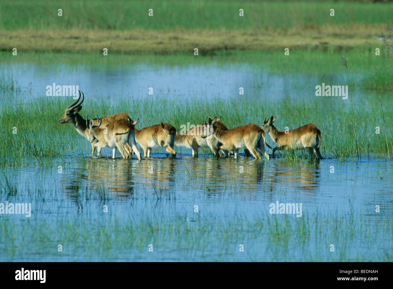 harem-africa-hi-res-stock-photography-and-images-alamy