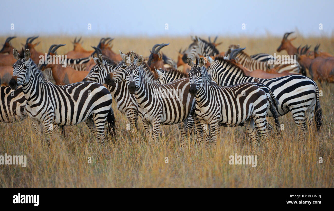 Grant's Zebras (Equus quagga boehmi) and Topis (Damaliscus korrigum), Masai Mara Nature Reserve, Kenya, East Africa Stock Photo