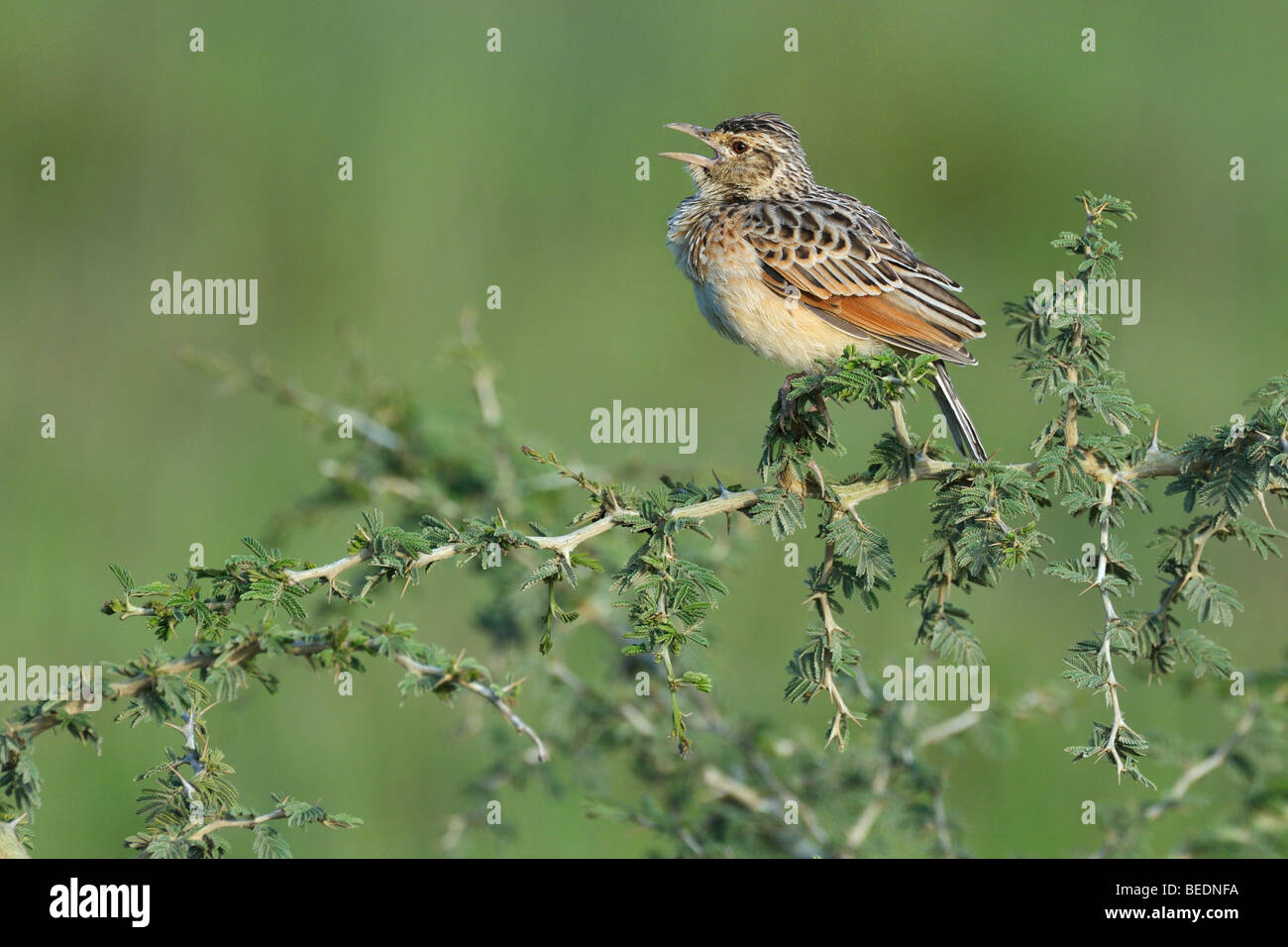 Rufous-naped Lark (Mirafra africana), chirping, Lake Nakuru, national park, Kenya, East Africa Stock Photo