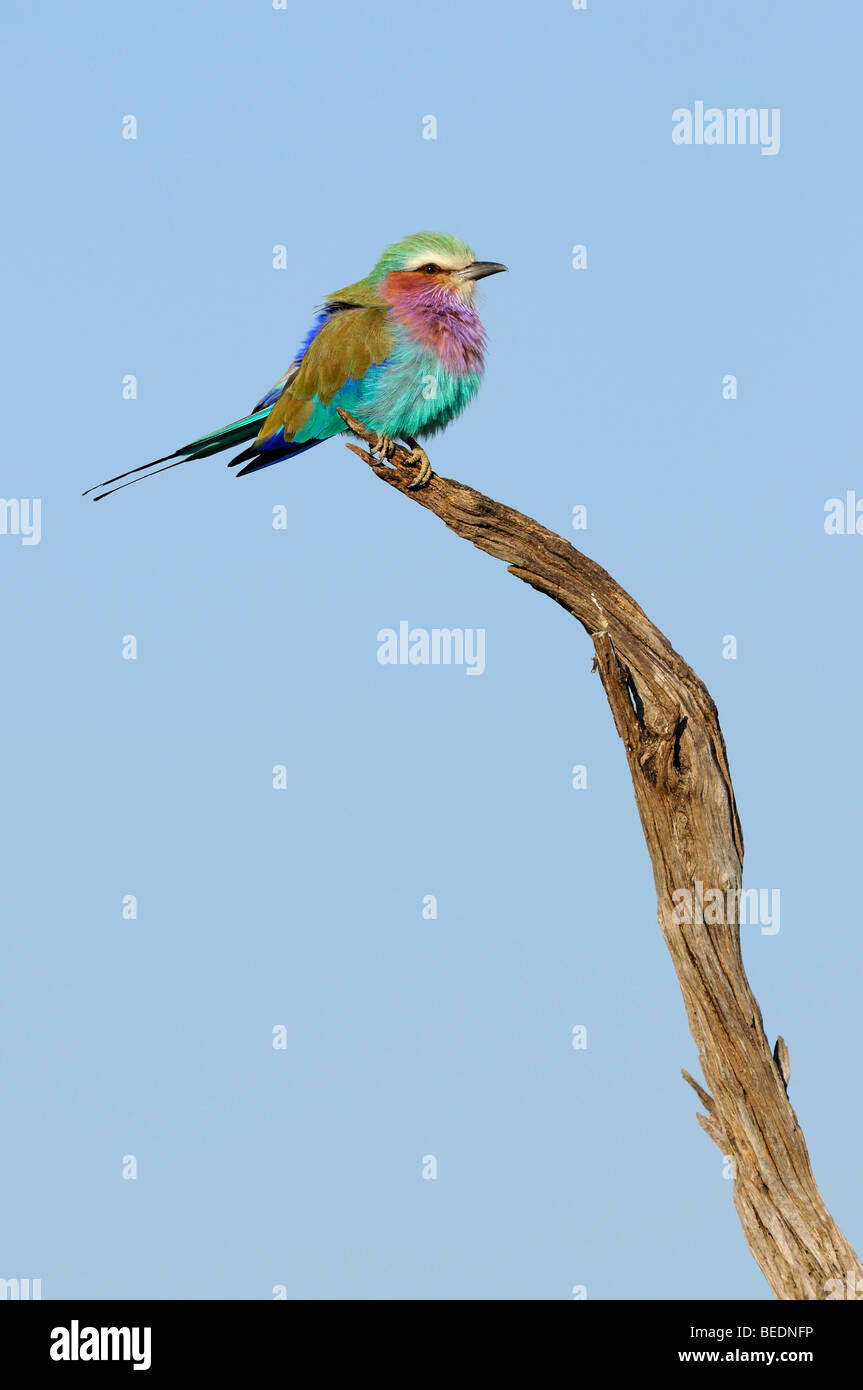 Lilac-breasted Roller (Coracias caudata) on its perch, Masai Mara Nature Reserve, Kenya, East Africa Stock Photo