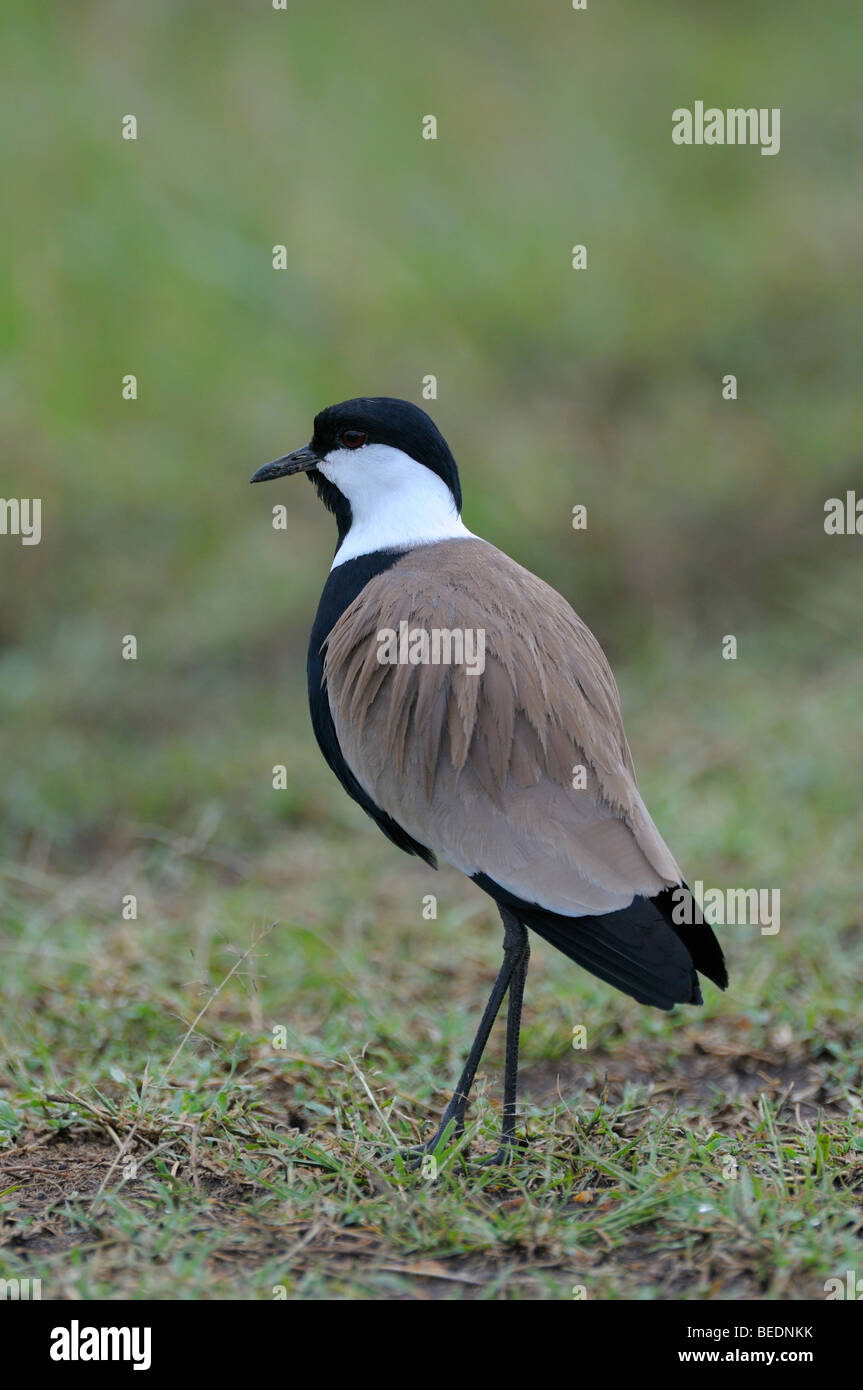 Spur-winged Lapwing (Hoplopterus spinosus), Masia Mara, national park, Kenya, East Africa Stock Photo