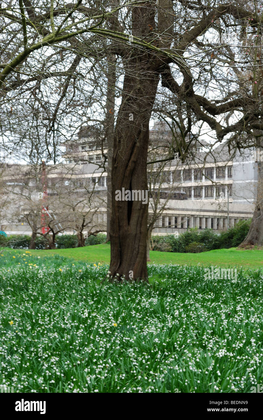 Spring Tree Trunk Flowers on trunk hi-res stock photography and images - Alamy