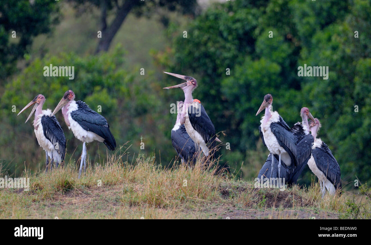 Group of Marabou Storks (Leptoptilos crumeniferus) in the pouring rain, Masai Mara Nature Reserve, Kenya, East Africa Stock Photo