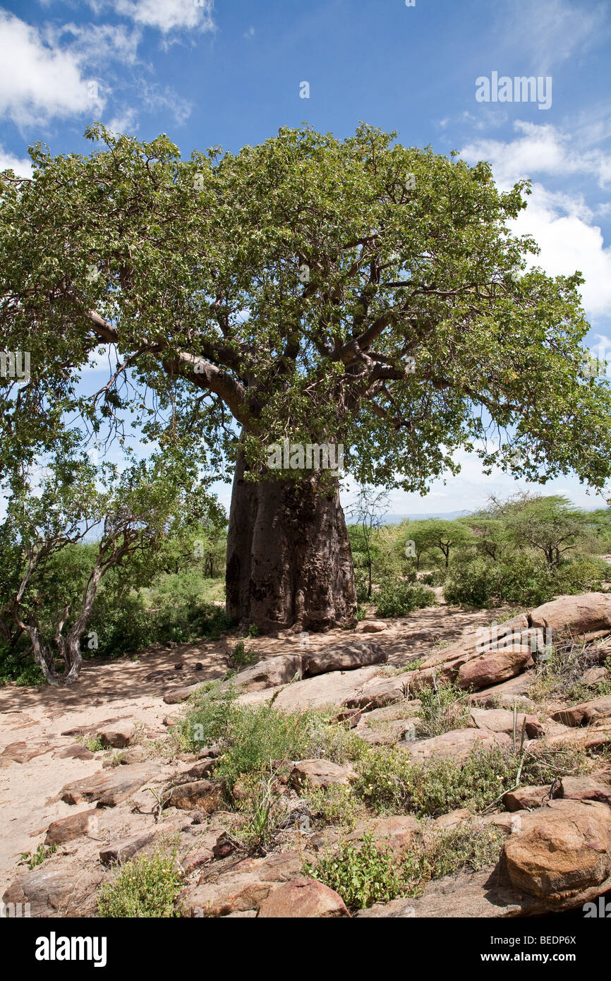 Baobab tree (Adansonia digitata) Stock Photo